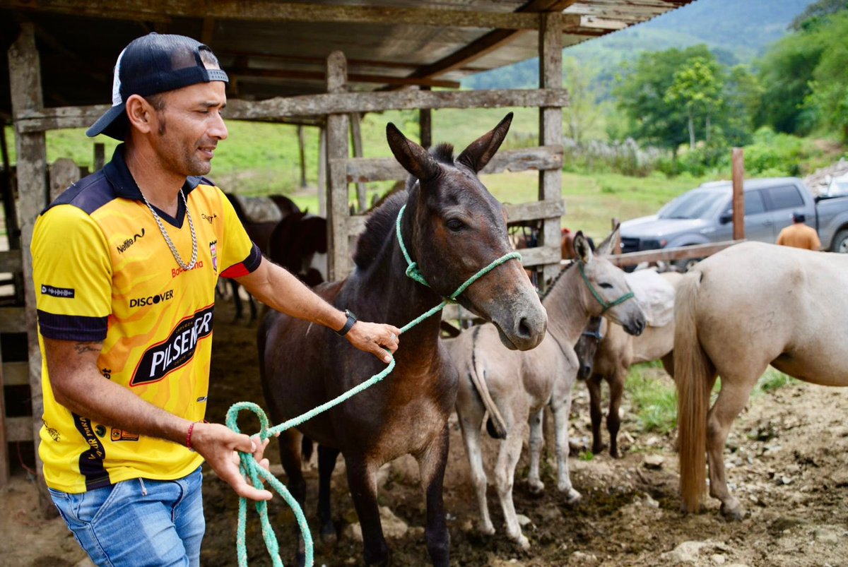 municipiochone's tweet photo. ¡Libres de parásitos!

Más de 150 caballos, burros y mulares fueron desparasitados y vitaminizados en el sitio Las Garzas y sus alrededores, gracias a la campaña implementada por el Municipio de Chone y Súper Producción. https://t.co/Ue4iXeh8st