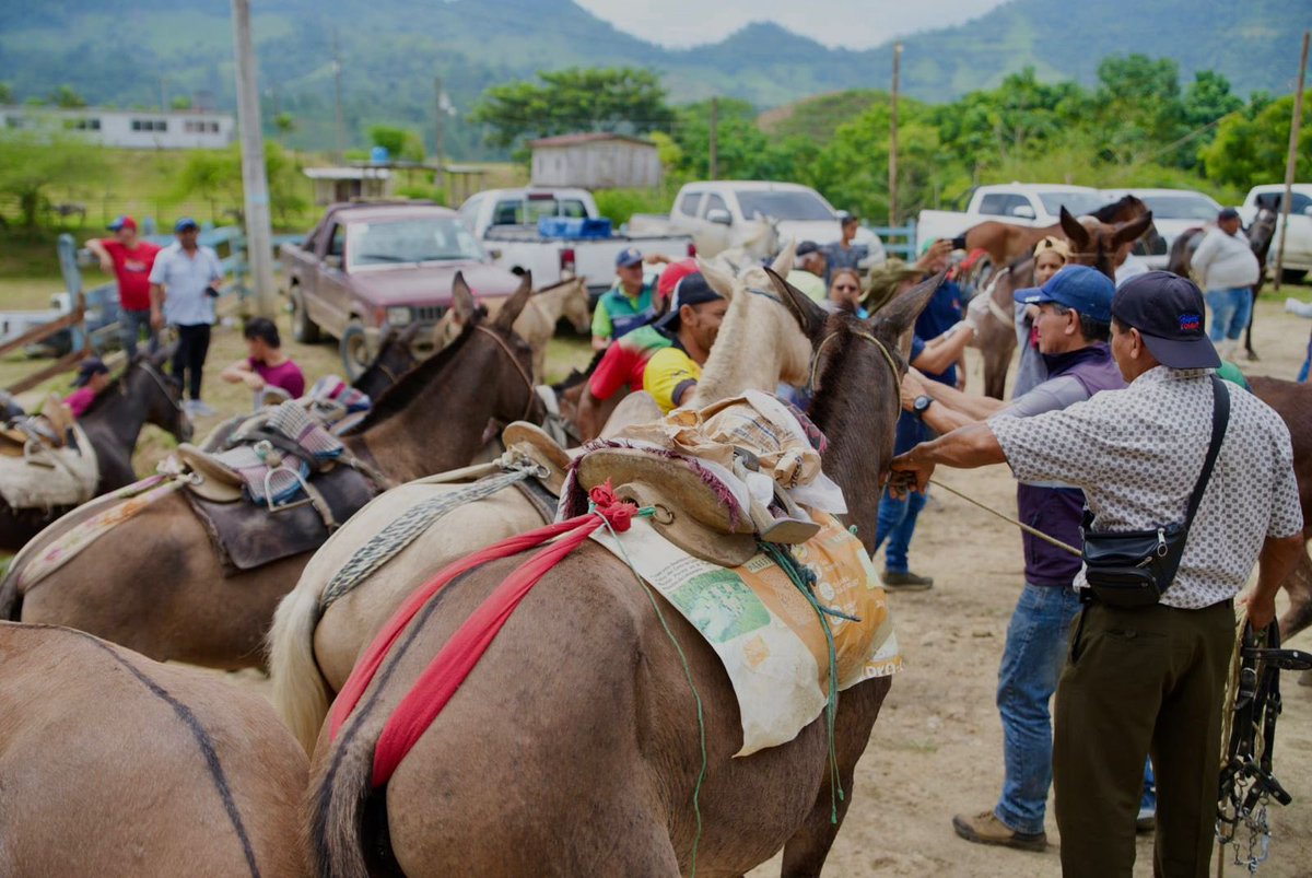 municipiochone's tweet photo. ¡Libres de parásitos!

Más de 150 caballos, burros y mulares fueron desparasitados y vitaminizados en el sitio Las Garzas y sus alrededores, gracias a la campaña implementada por el Municipio de Chone y Súper Producción. https://t.co/Ue4iXeh8st