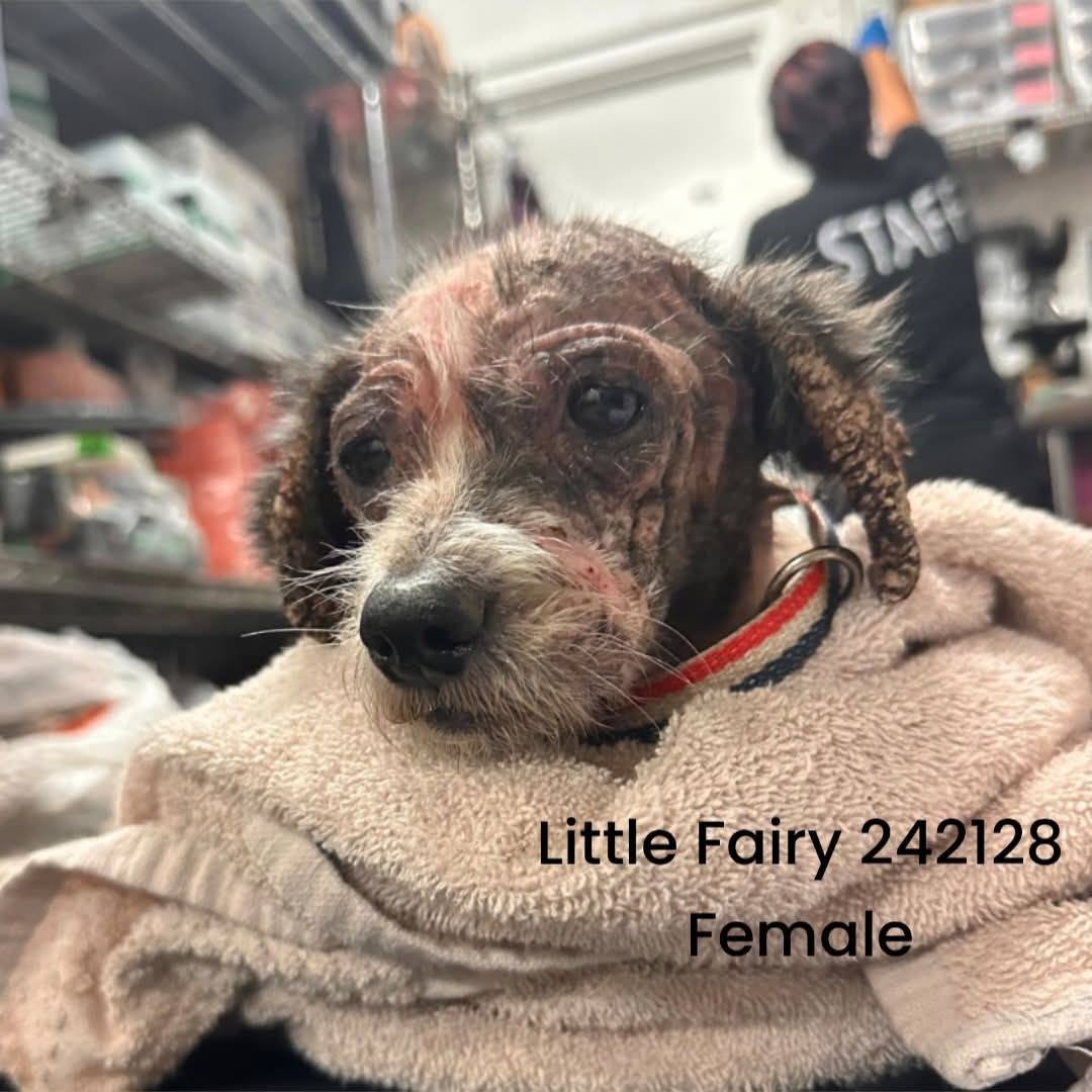 Sandra1439701's tweet photo. In loving hands,Little Fairy will flourish🌼& be a loyal companion to you,where is her lifesaver⁉️
It will always remain a mystery to me how one can watch a sentient being end up in such a terrible condition😭💔TX Palm Valley Edinburg
📧rescue@pvastx.org #Pledge4Rescue #Adopt https://t.co/BKSHAp4frv