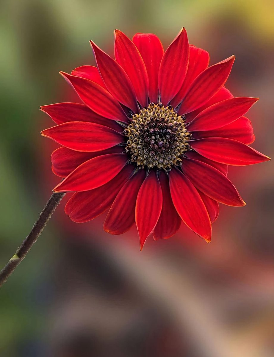 mshafqat72's tweet photo. 🌺 Fiery red petals glowing with passion. Nature’s most vibrant masterpiece. This bloom is pure energy and elegance. ❤️
#RedFlower #FlowerPower #NaturePhotography #BloomMagic #FloralBeauty https://t.co/Rd8FTiUch7