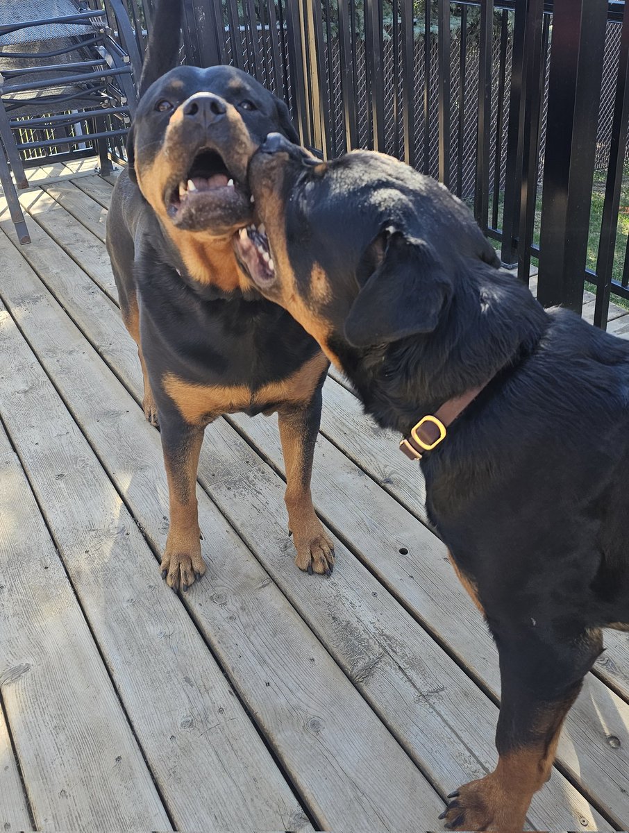 Team Servicerottie🇨🇦🐕‍🦺🦽 tweet media