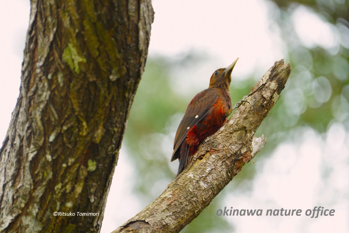 OkinawaNature's tweet photo. ノグチゲラ は、木をつついて昆虫を探すイメージが強いですが、実は季節によって花の蜜も利用します。春、赤い花を咲かせるデイゴは貴重なエネルギー源のひとつです。The Okinawa  woodpecker, a nationally protected special natural treasure.
#yanbaru #okinawa #bird https://t.co/ZTscd8h8FD
