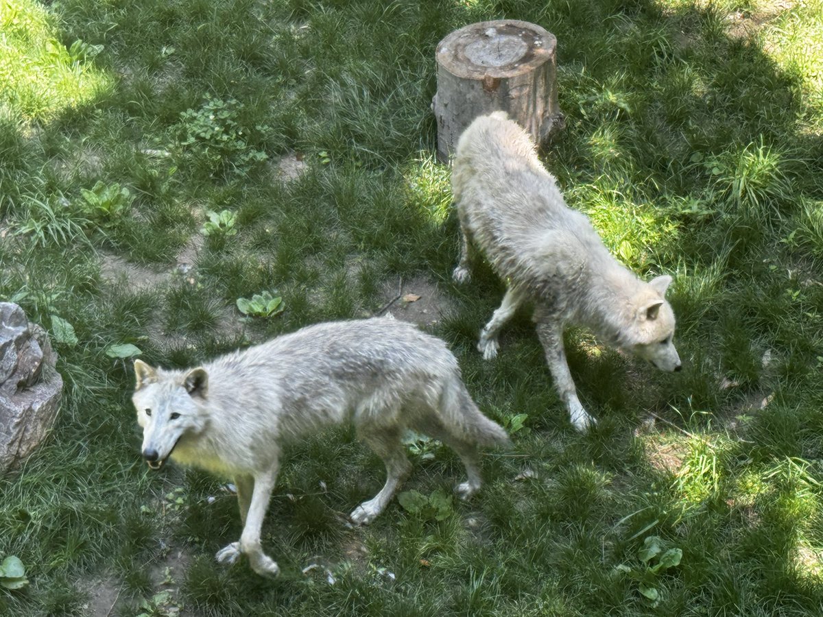 FΛЯKΣY🐺🤠🎢 tweet media