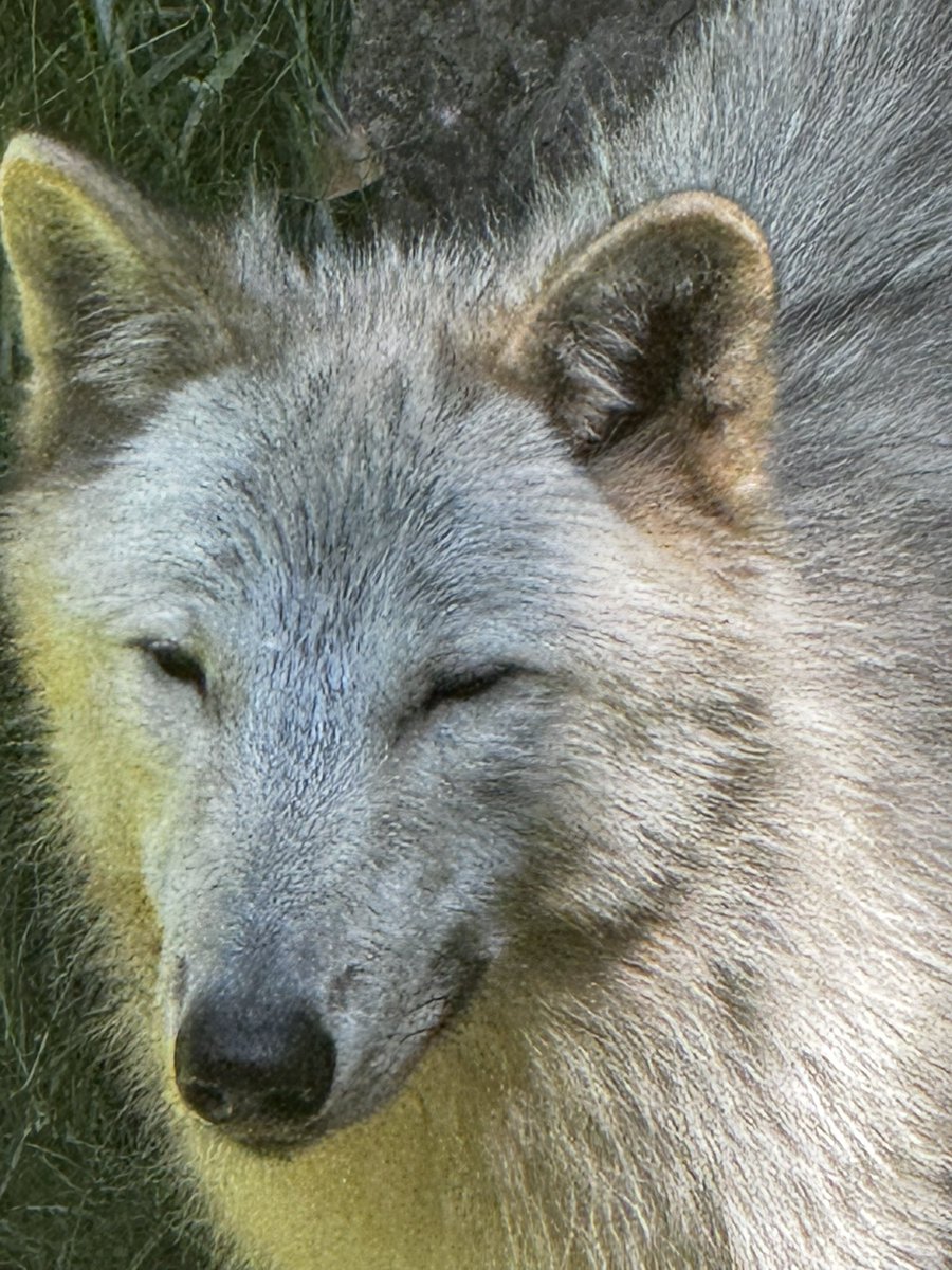 FΛЯKΣY🐺🤠🎢 tweet media