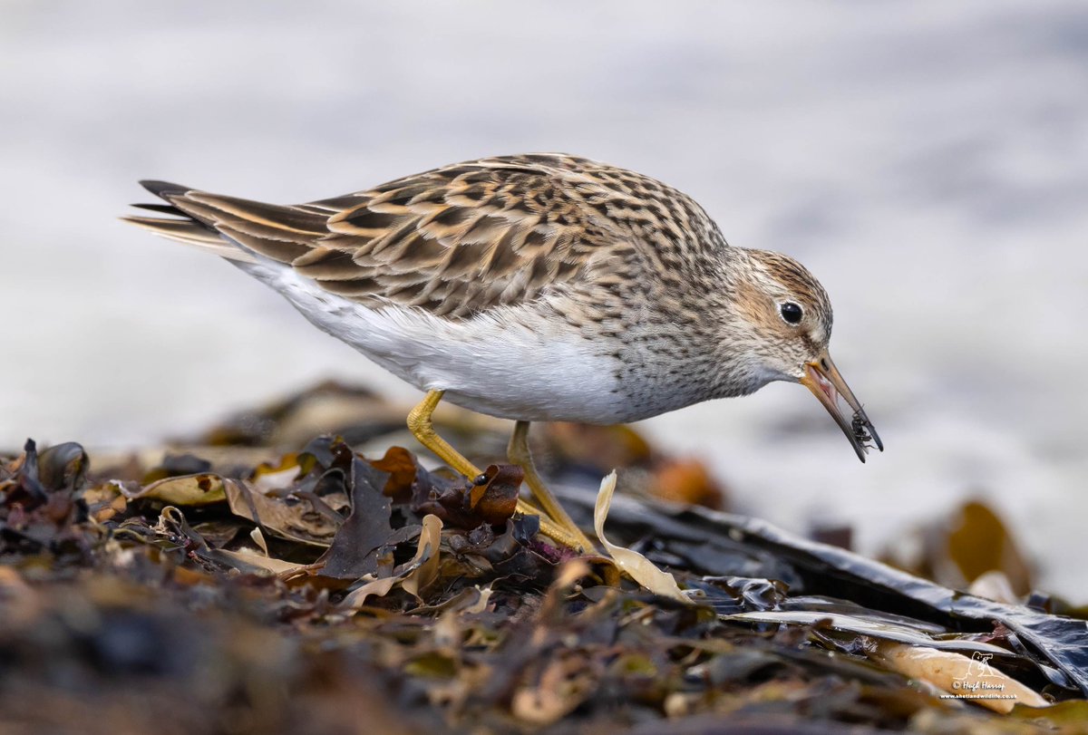 Hugh Harrop Wildlife tweet media
