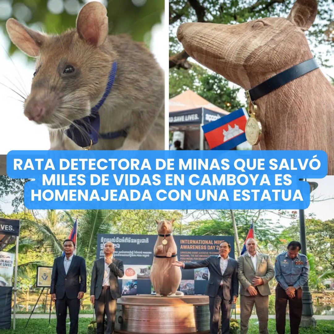 Gatitos y Perritos Chidos tweet media