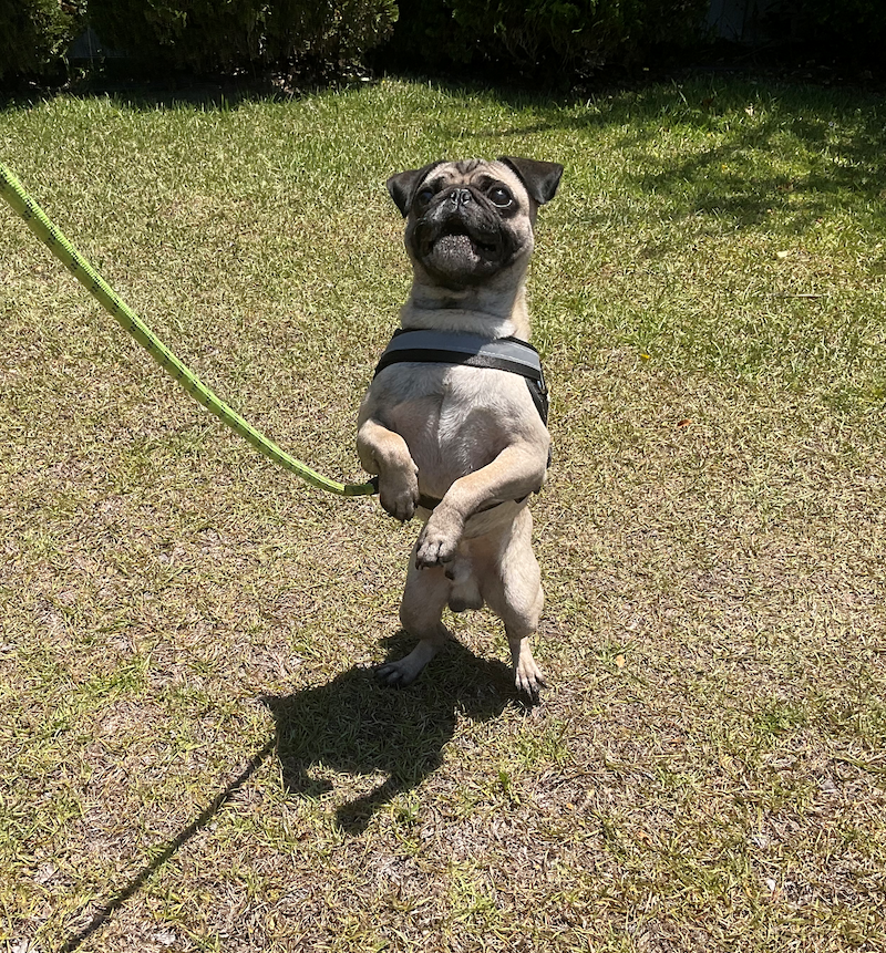 pug_eric's tweet photo. 🐶ジェイコブはかっこいい犬だ！😎 https://t.co/TUsLXfZM4b