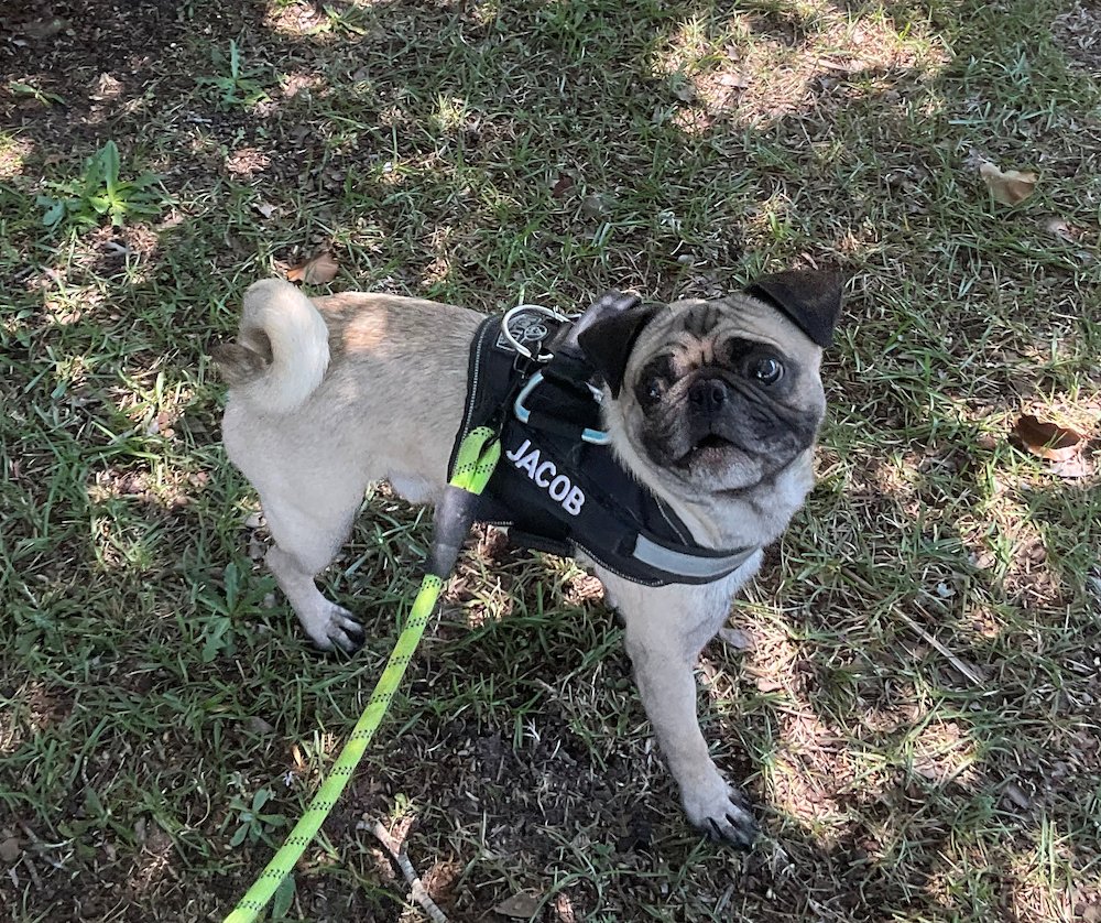 pug_eric's tweet photo. 🐶ジェイコブはかっこいい犬だ！😎 https://t.co/TUsLXfZM4b