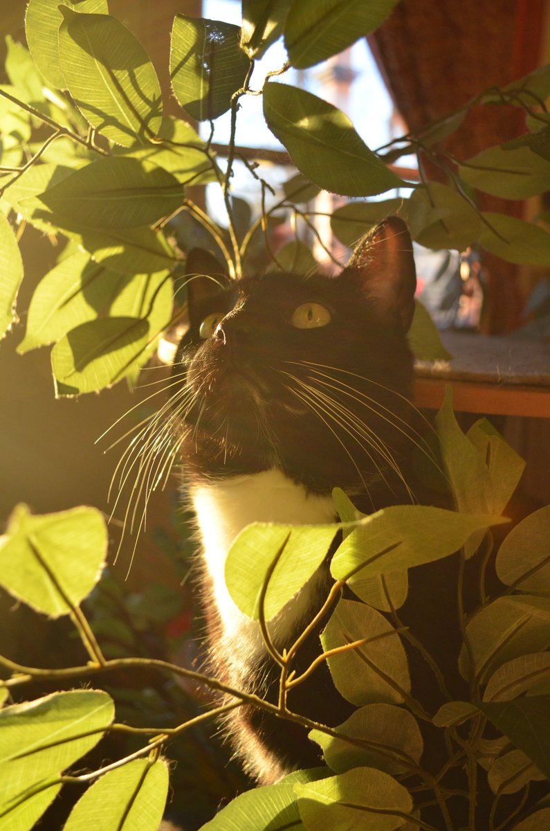 MrWuggums's tweet photo. Today I purr for purification.

A release of that which is no longer needed in any form. A letting go of things which weigh us down &amp; hinder us from reaching the heights of our highest development &amp; purpose.

Purrrr purrrrr purrrr purrrr purrrrrr purrrrrr✨
#WuggieLove #ChillTent https://t.co/HKsP3rYRI9
