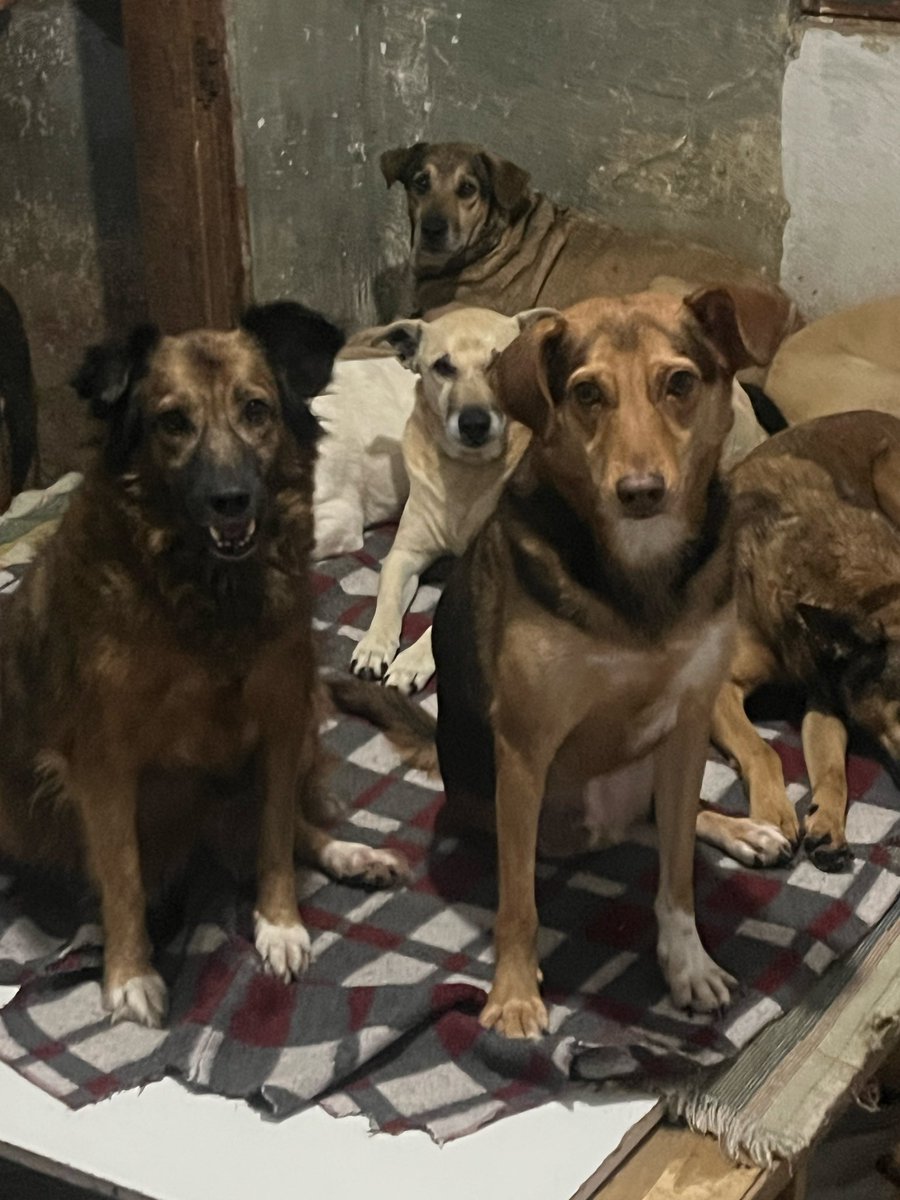 🏠Lar Dos Au-Au🐾🐶90 Cãezinhos tweet media