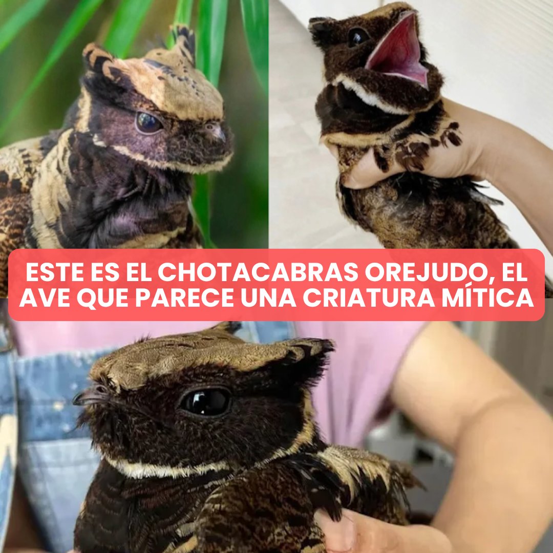 Gatitos y Perritos Chidos tweet media