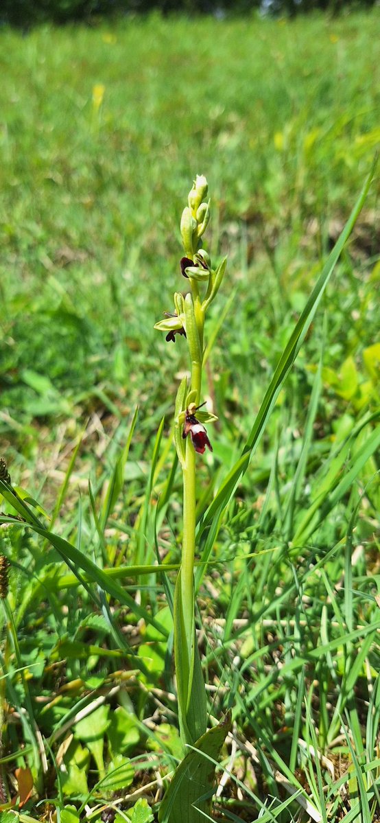 GavinDurrant1's tweet photo. Fly orchids just starting to come into flower in Cumbria today https://t.co/RtgRqY1Hqb