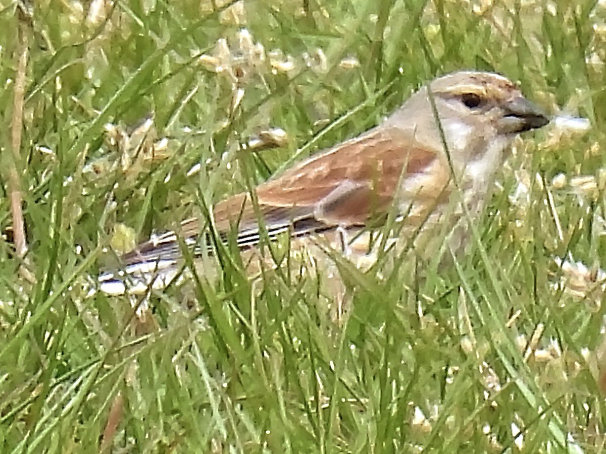 Palumbus_Pics's tweet photo. First time I’ve seen linnets at the stables, there were a few of them in the horse fields #linnet #birds #naturephotography https://t.co/d225YEupfZ