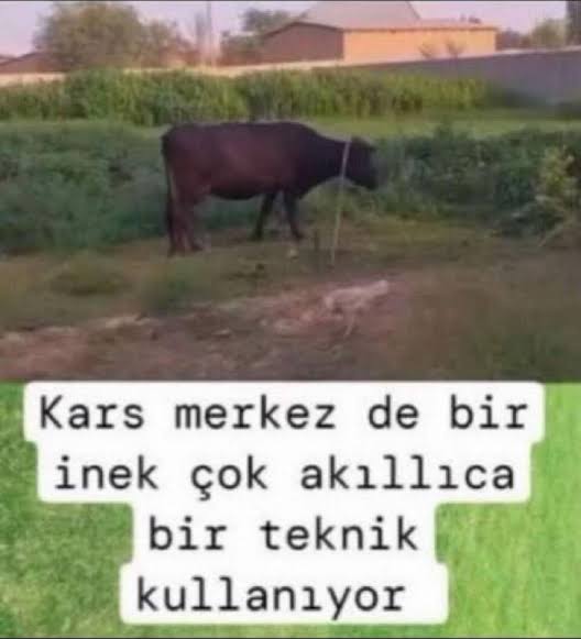majid tweet media