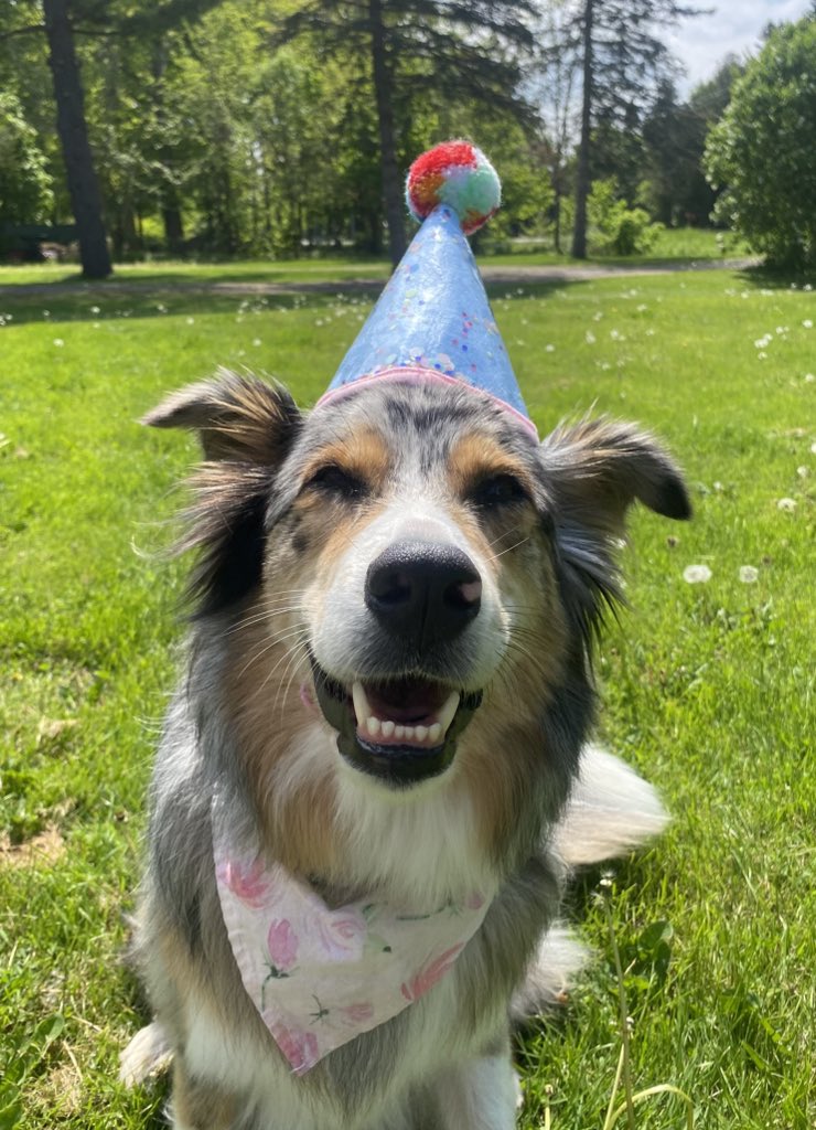 simply_lexxi's tweet photo. @Johnsmemes @EricRStPierre Luna says thank you 🥰 https://t.co/5eWABUI8wd