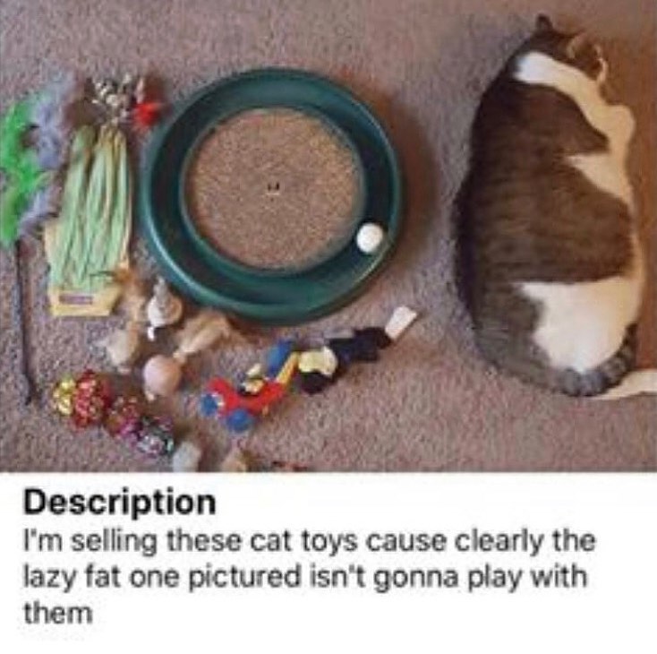 Punch Cat tweet media
