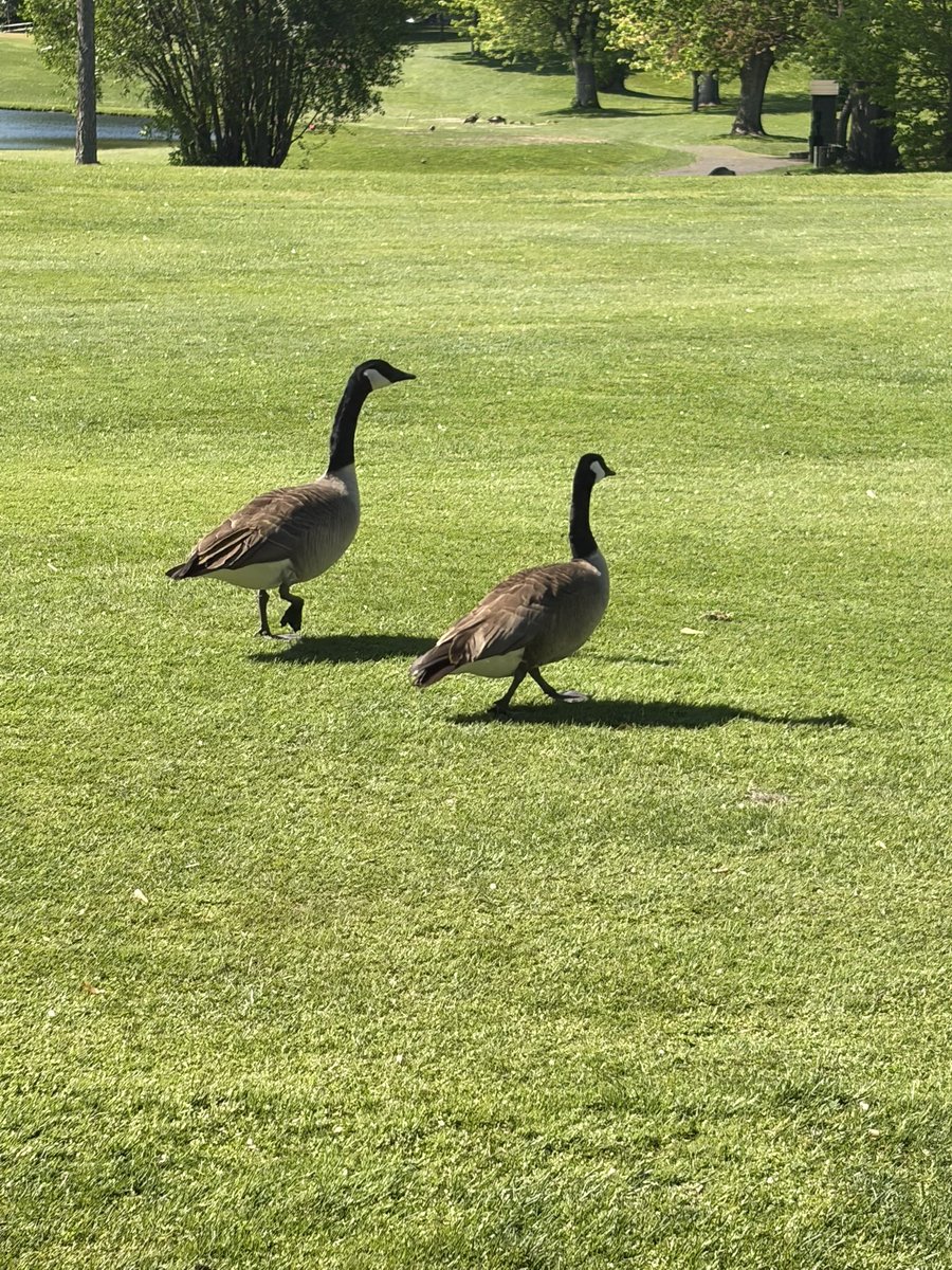 TheHilde24's tweet photo. @MussmanMike @BrandonMileski @RadioFalness @Gaardsy @madproducer1 @ZachHalverson Up close and personal at New Hope Village golf course last night. https://t.co/mX6gPS9hFw