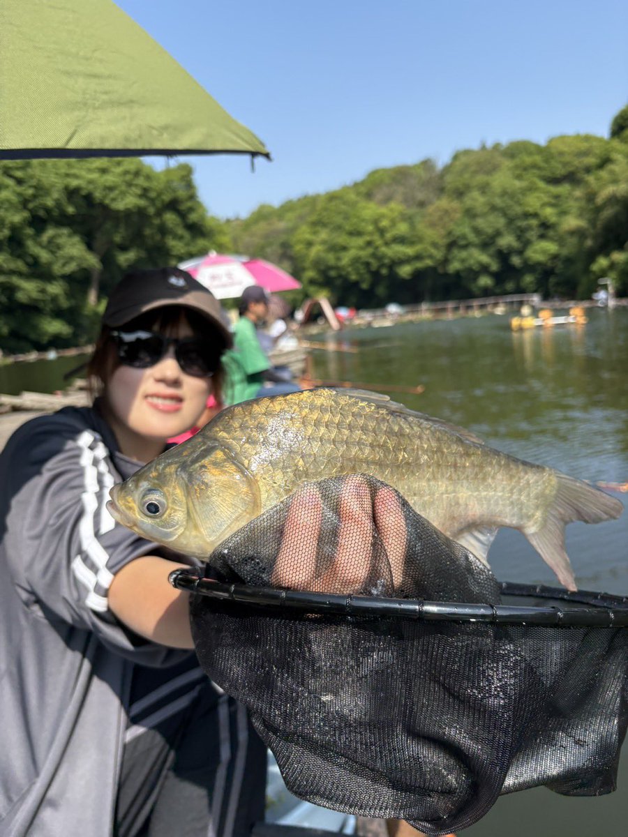_asukaaaa2's tweet photo. 今日は7人で清遊湖さんへ🎣

久しぶりの釣りで本当に楽しかった🥰
先生が沢山いて幸せでした🤭

チョーチン両団子→メーター両団子→チョーチン両団子

釣果は35枚でした☹️

陽舟8尺
浮きはお借りして 天馬 一  風馬 五

早く帰ってきて私の風馬😭w

猫とヘラに癒されました🥹💓 https://t.co/P2DUB9JOmX