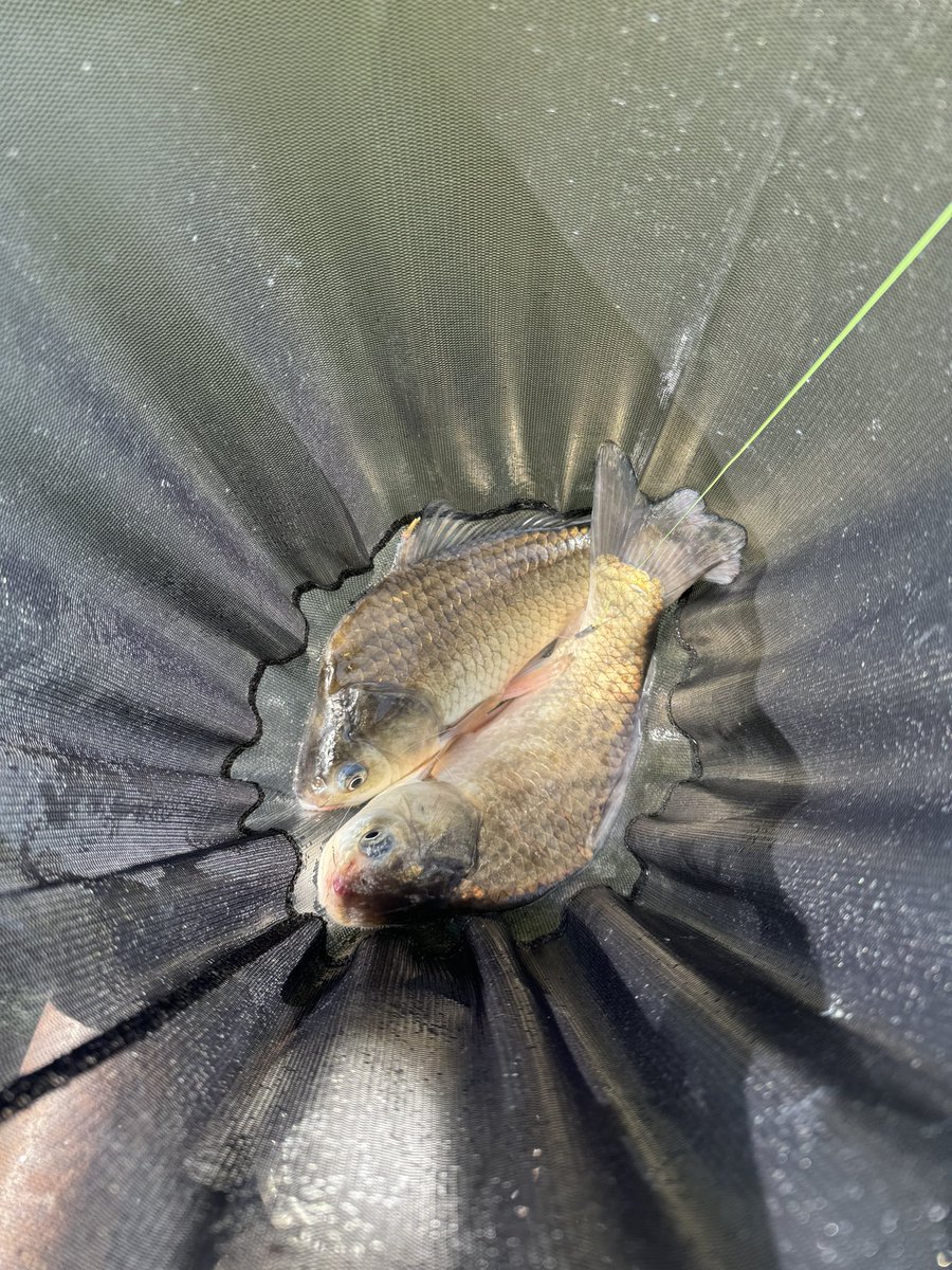_asukaaaa2's tweet photo. 今日は7人で清遊湖さんへ🎣

久しぶりの釣りで本当に楽しかった🥰
先生が沢山いて幸せでした🤭

チョーチン両団子→メーター両団子→チョーチン両団子

釣果は35枚でした☹️

陽舟8尺
浮きはお借りして 天馬 一  風馬 五

早く帰ってきて私の風馬😭w

猫とヘラに癒されました🥹💓 https://t.co/P2DUB9JOmX