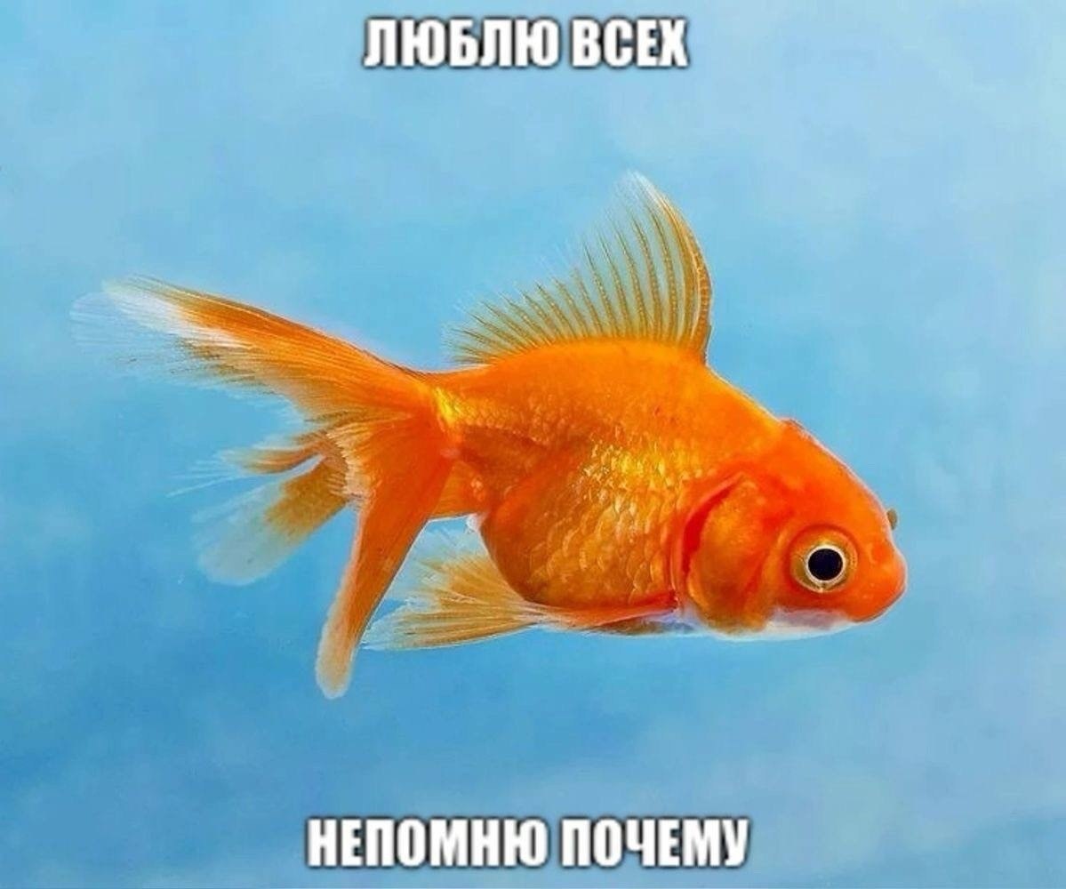 deonis_bruel's tweet photo. пост-знакомство в нескольких актах

содержание:
• кто я такая и с чем едят
• что буду публиковать
• здешние правила

мигрировала из твиттера четыре года назад, теперь вернулась. всё забыла. и вы, надеюсь, меня не помните. помните ? — молчите
 
(«me in nutshell» мемы
👇🏼👇🏼👇🏼) https://t.co/J03WPC4uMe