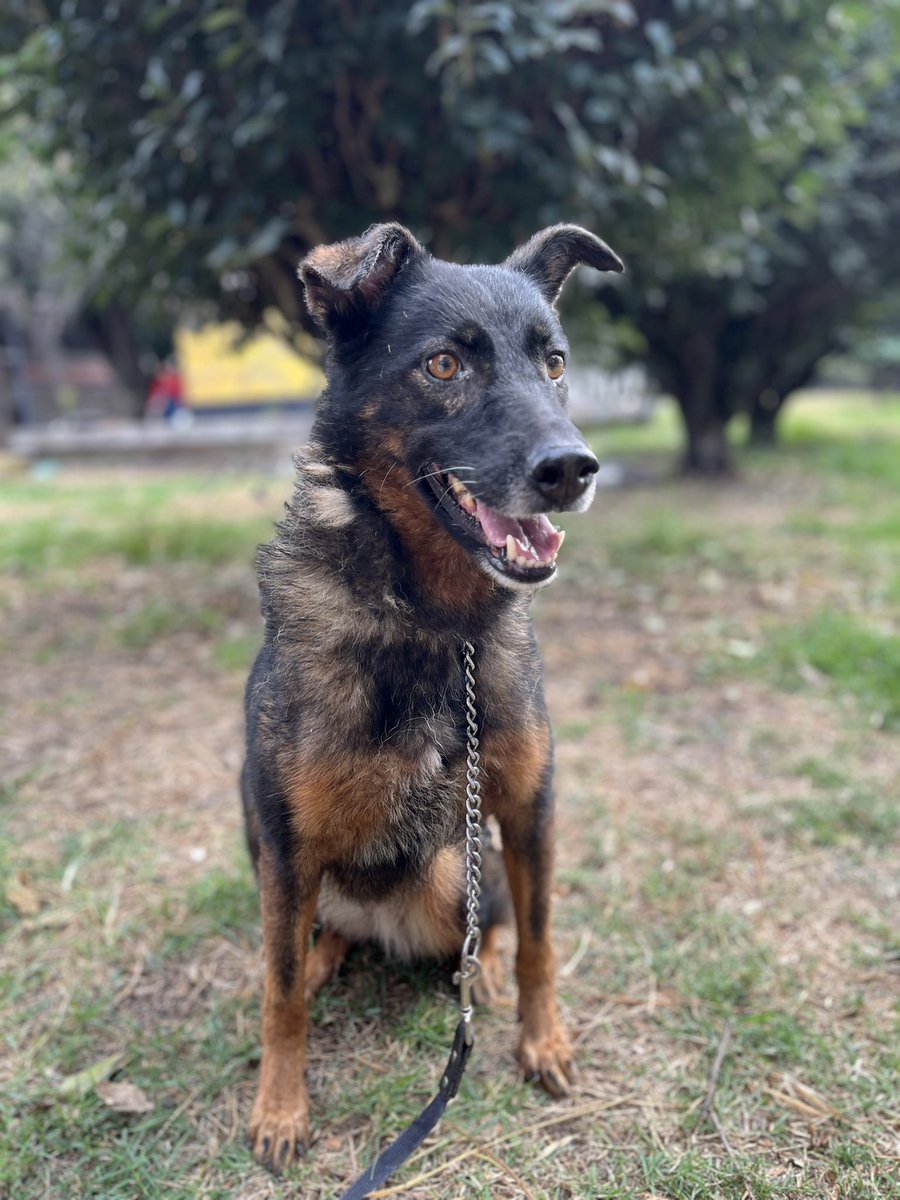 𝙷𝚎𝚕𝚊 𝙼𝚘𝚛𝚎 🐶 tweet media