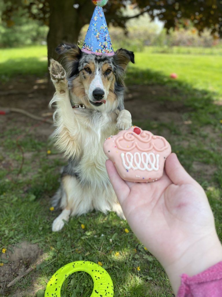 simply_lexxi's tweet photo. @thepinkneonbird @EricRStPierre She’s been getting spoiled all weekend 🥰🥳 https://t.co/OPGPuJX70d