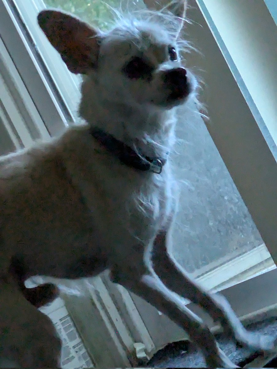 chuchu3535's tweet photo. No Longer By Our Side, But Always In Our Hearts. 🤍
R.I.P. Chico 2008-2026 https://t.co/JQ9qAIGw8J