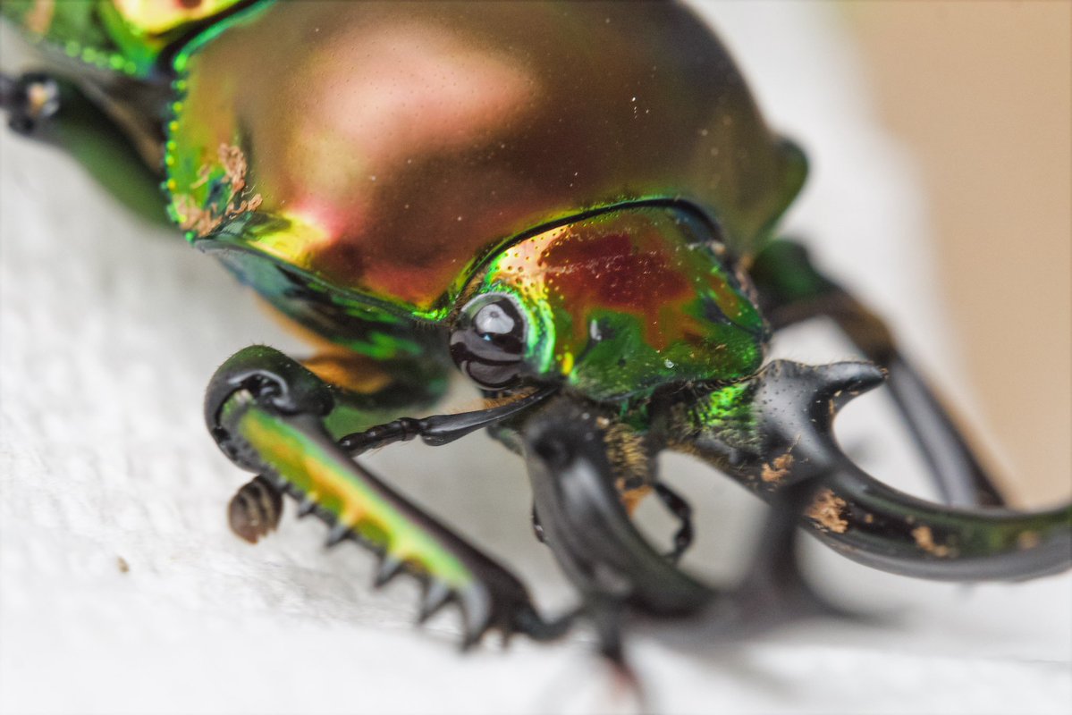 Lana the Bug 🪲💕 tweet media