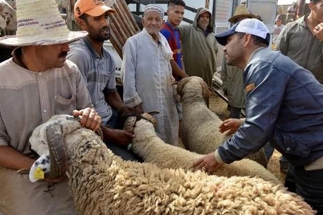 ⛔️ محمد واموسي tweet media