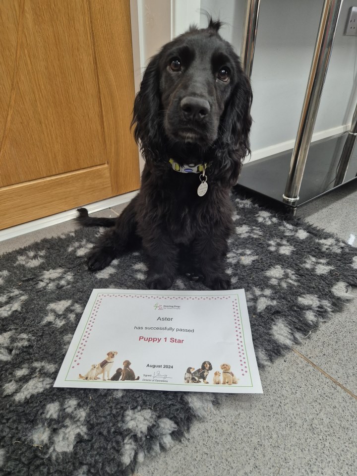 Hearing Dogs for Deaf People tweet media