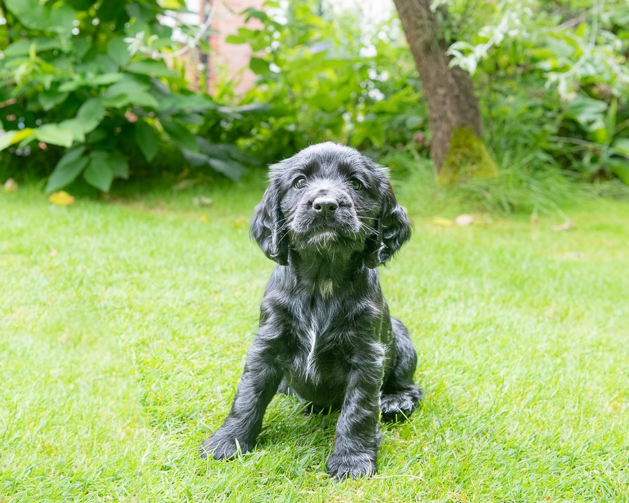 Hearing Dogs for Deaf People tweet media
