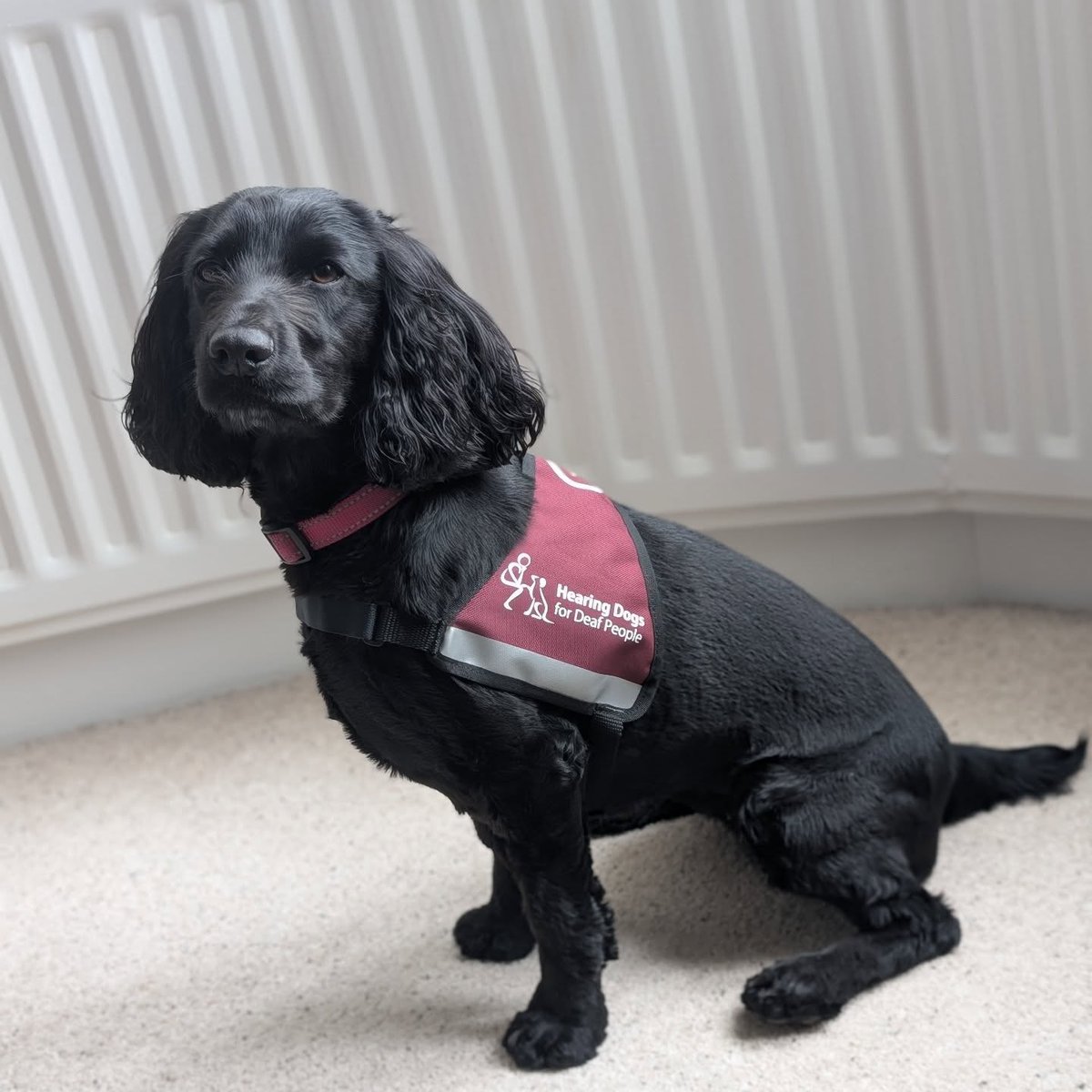 Hearing Dogs for Deaf People tweet media