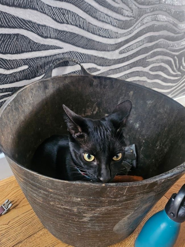 Vialii's tweet photo. We need to be extra cautious heading out to work these days. The kittens seem keen to come with us! Where will we find them next? 👀 
#BringYourPetToWorkDay https://t.co/RZ4JoyY4Sm