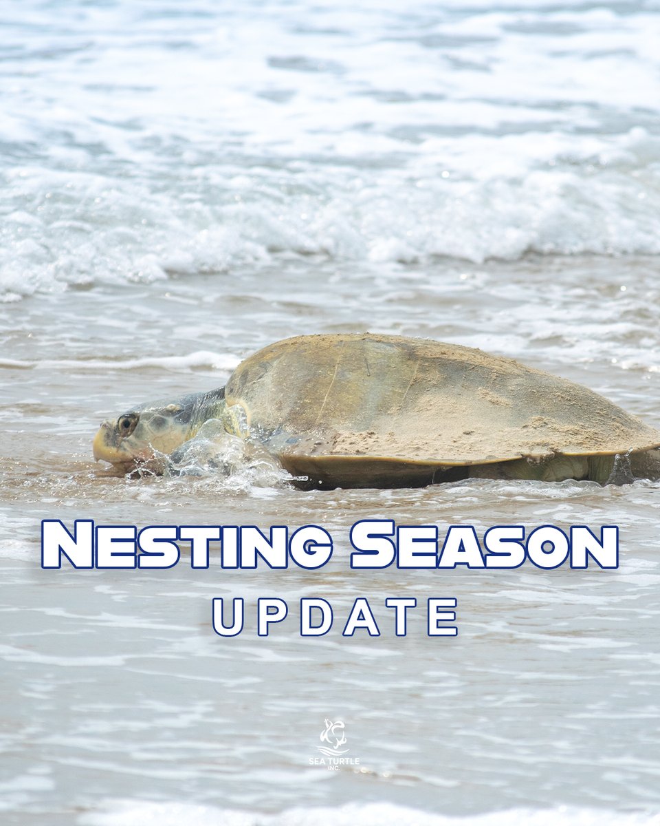 Sea Turtle, Inc. tweet media