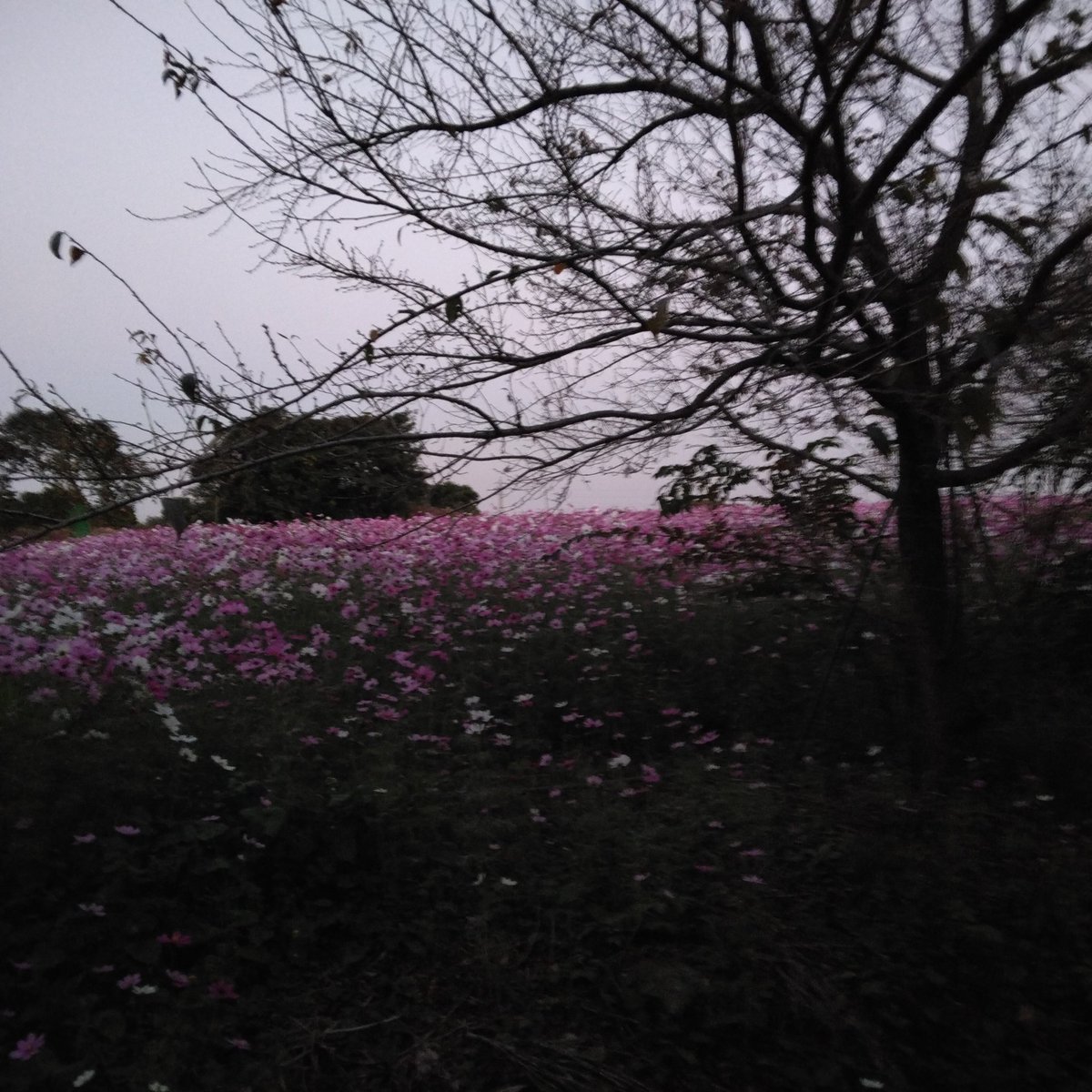 MLH147's tweet photo. 去年の秋 丘の上 
#コスモス #花 #散歩 https://t.co/DUfyZd5m8C