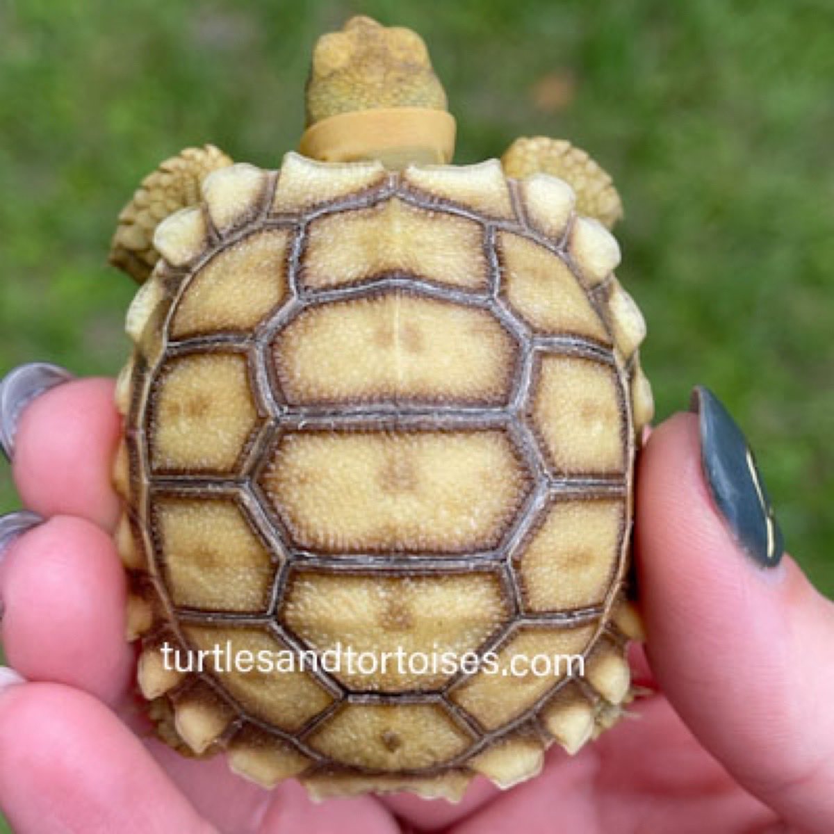 JayFrewer's tweet photo. Sudanese Sulcata Tortoises (Centrochelys sulcata)
.
.
#SudaneseSulcataTortoises #Centrochelyssulcata #photooftheday #turtlesandtortoisesinc https://t.co/TFmbSzsCdC