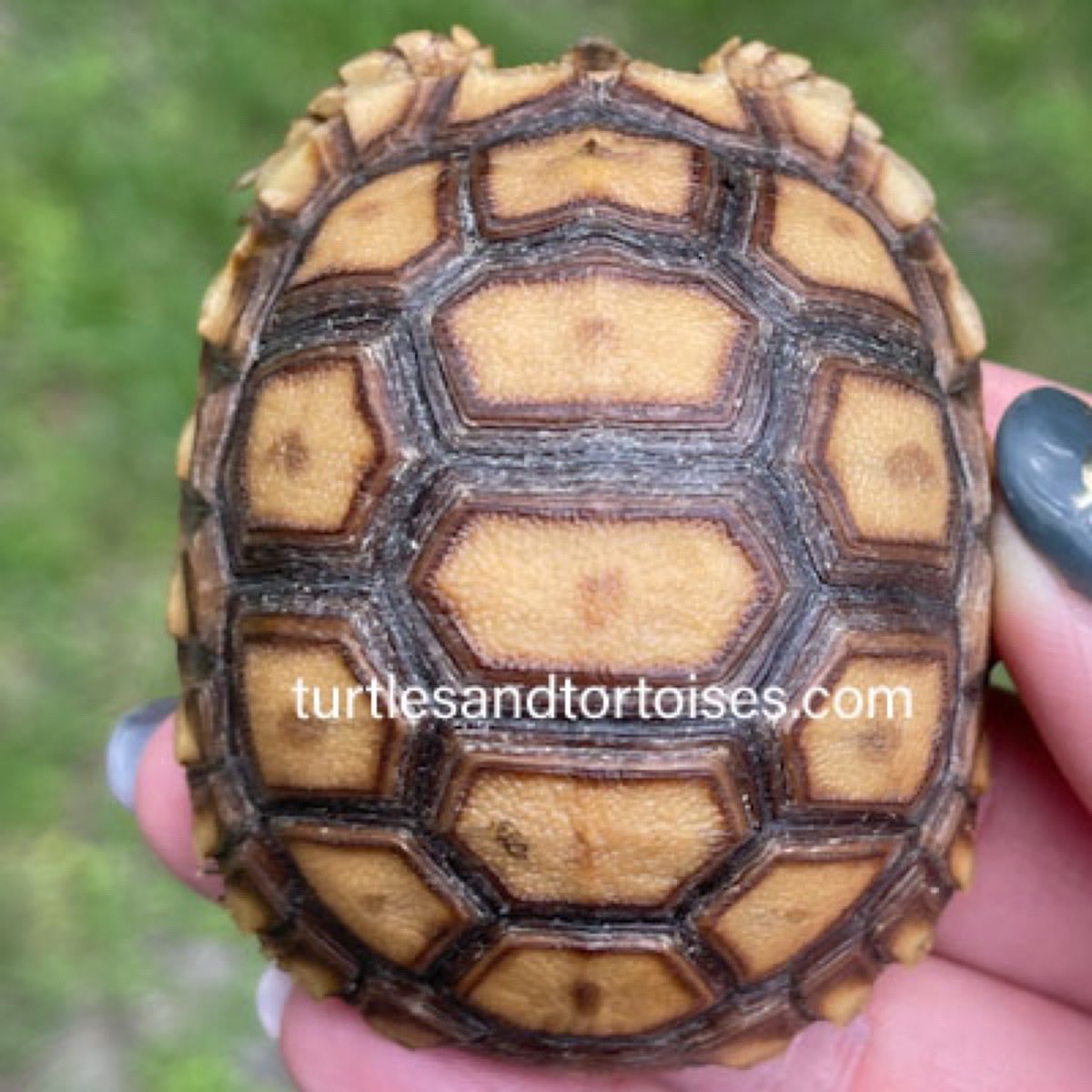 JayFrewer's tweet photo. Sudanese Sulcata Tortoises (Centrochelys sulcata)
.
.
#SudaneseSulcataTortoises #Centrochelyssulcata #photooftheday #turtlesandtortoisesinc https://t.co/TFmbSzsCdC