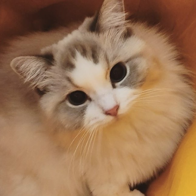 쨈유 tweet media