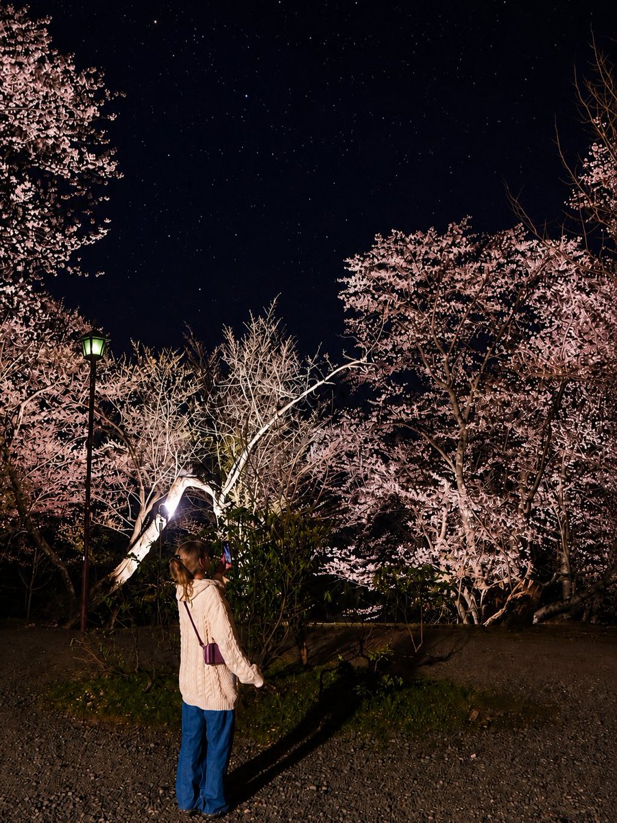 runapi0827's tweet photo. 友達に無理やり連れ出されて夜桜見てきた!!
星空と桜きれいやね〜✨ https://t.co/aYLK9BWWWe