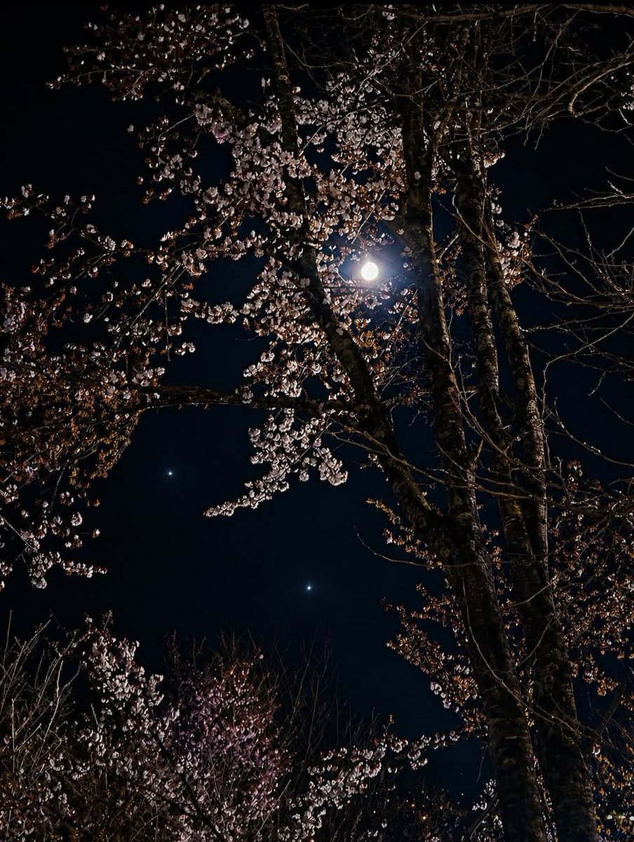 runapi0827's tweet photo. 友達に無理やり連れ出されて夜桜見てきた!!
星空と桜きれいやね〜✨ https://t.co/aYLK9BWWWe