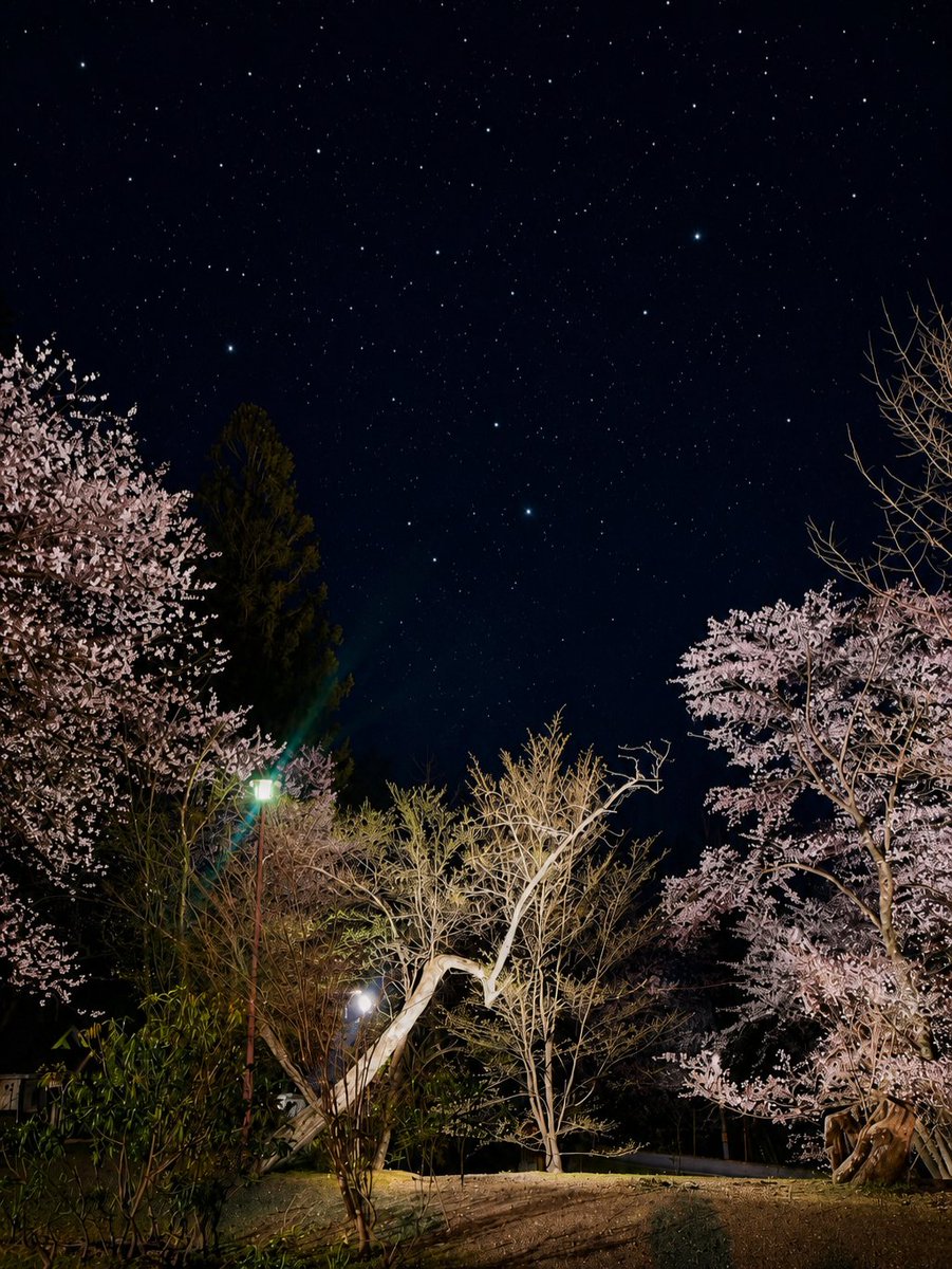 runapi0827's tweet photo. 友達に無理やり連れ出されて夜桜見てきた!!
星空と桜きれいやね〜✨ https://t.co/aYLK9BWWWe