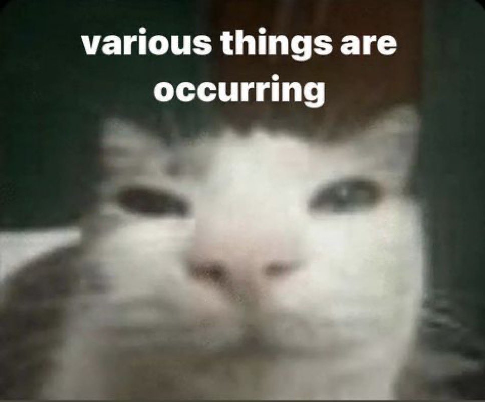 literallymecats's tweet photo. https://t.co/Lfcom78br0