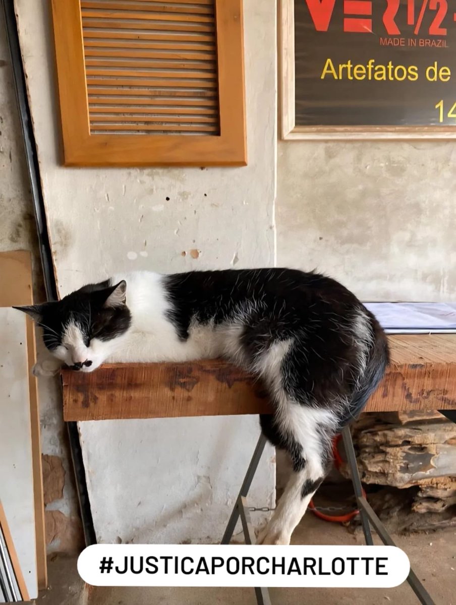 MACATS tweet media