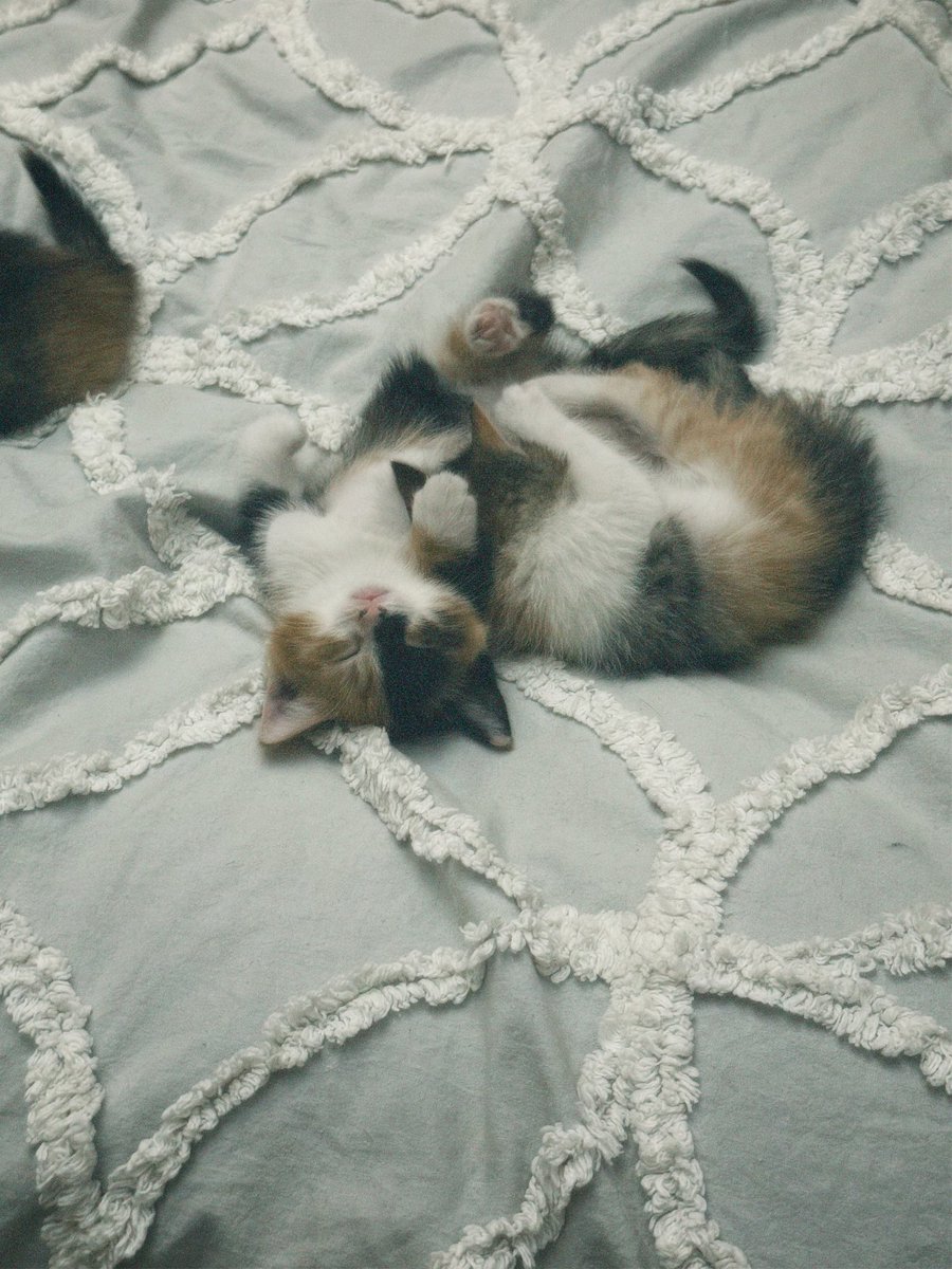 maedrft's tweet photo. اردیبهشت 🐈‍⬛ https://t.co/7iTB3nkamn