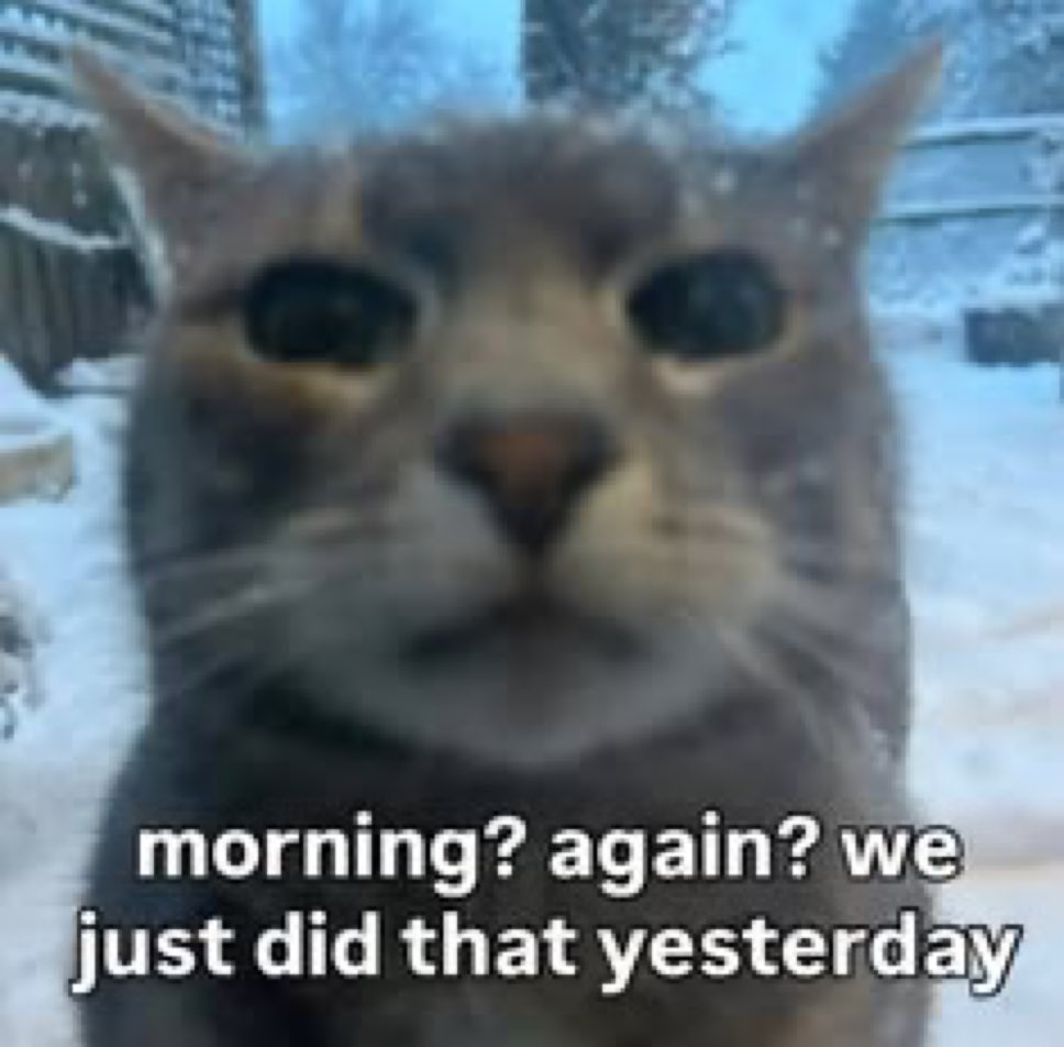 LiterallyMeCats tweet media