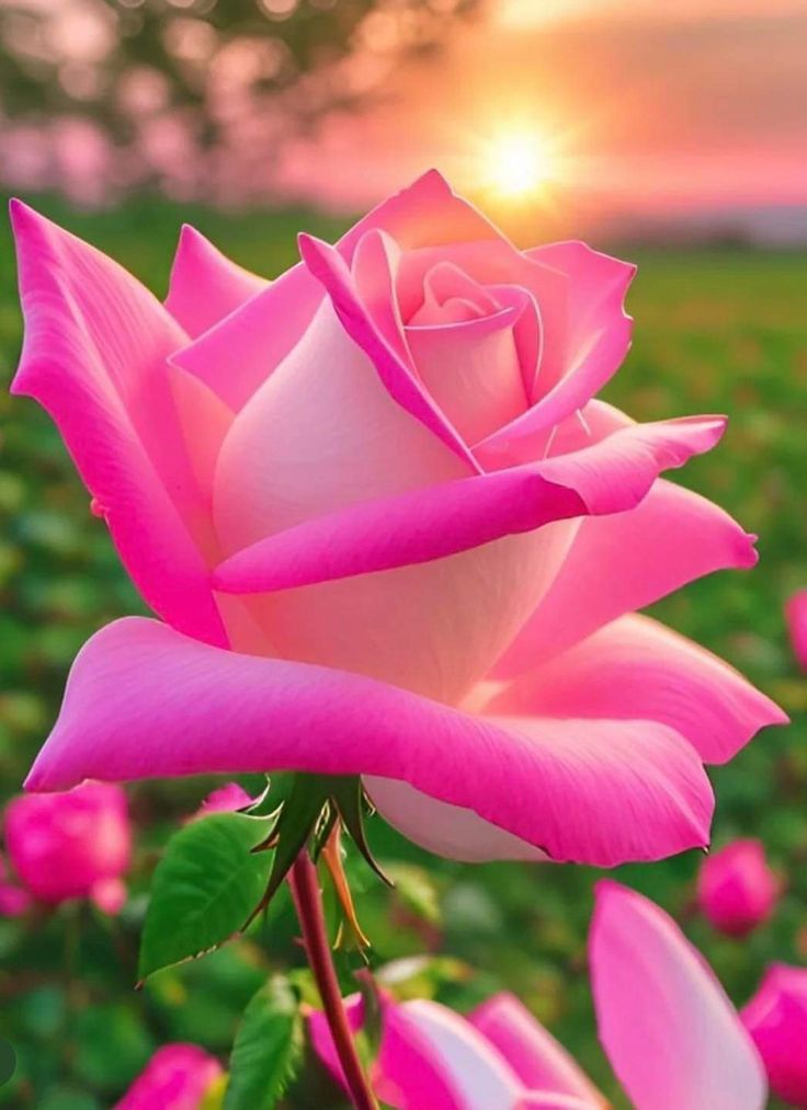 Flowers tweet media