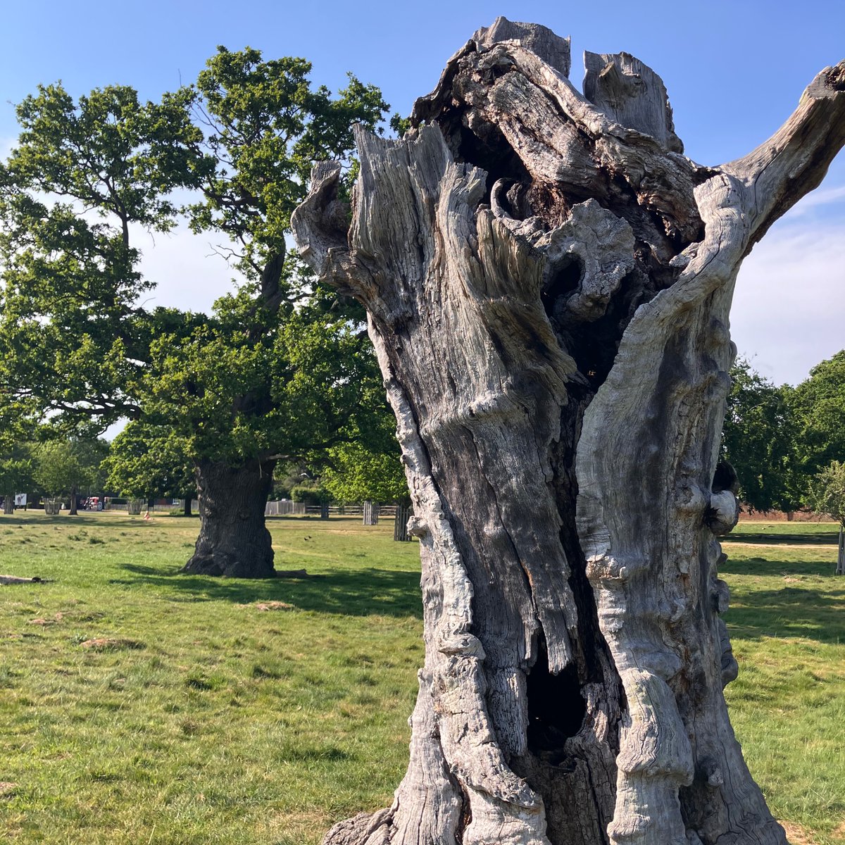Friends of Richmond Park tweet media