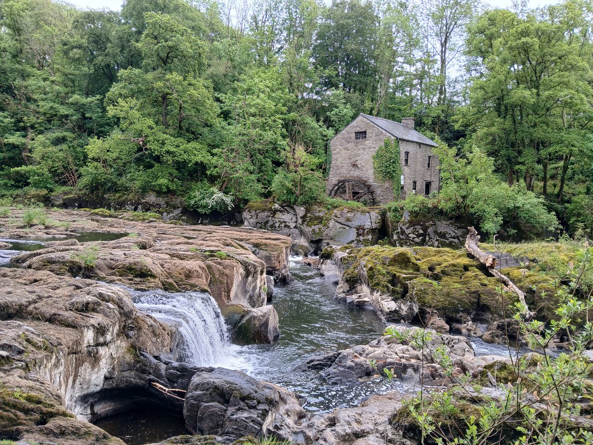 gillymbay's tweet photo. Today we went into New Quay itself and saw bottle nosed dolphins out in the bay.  Then we went to Cilgerran Castle, followed by Cenarth Falls.  Another great day out.  X https://t.co/k4oVt6jlRJ