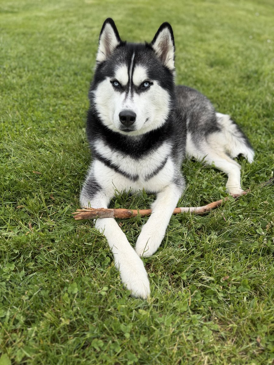 JonathanHusky_'s tweet photo. What kind of summer are you having? 🫡 or 🤪 https://t.co/EmC1JkQ4JW
