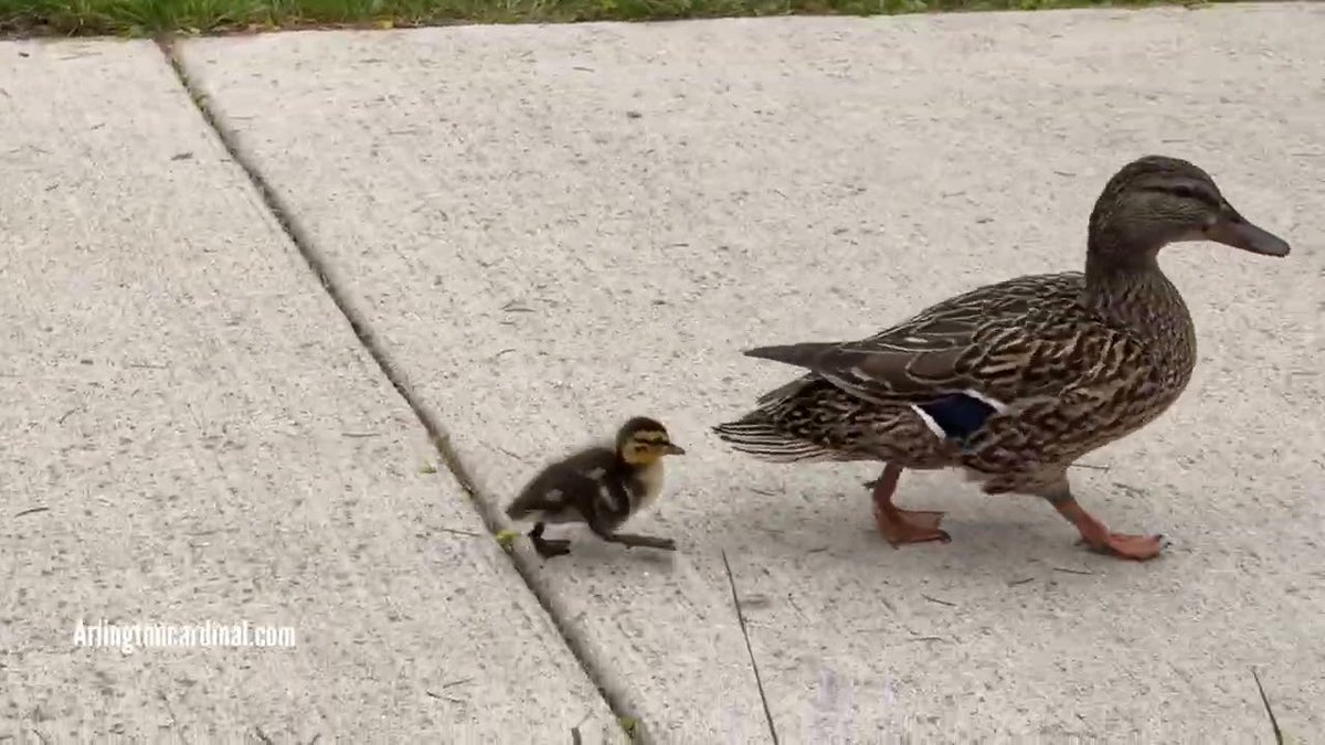 ChicagoFireMap's tweet photo. Duckling Rescue Request Refused by Village of Arlington Heights https://t.co/5l6X1fg7XC https://t.co/eWgjQBALsk